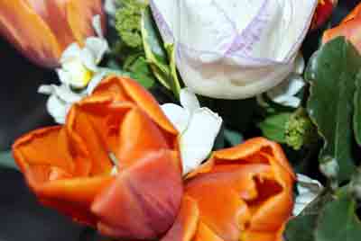 bunte frühlingsblumen